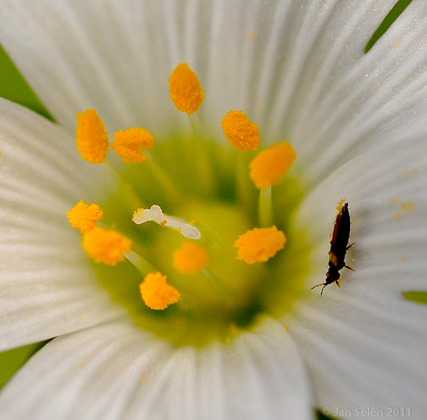 Skogsstjärnblomma (Stellaria longifolia)