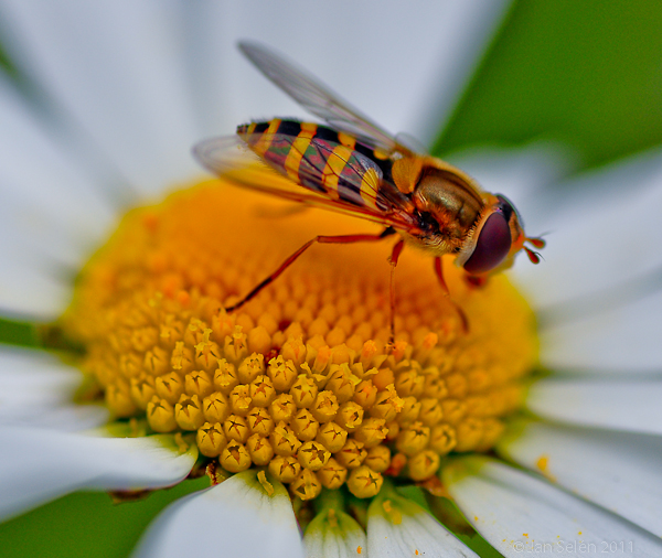 Gul solblomfluga (Syrphus ribesii)