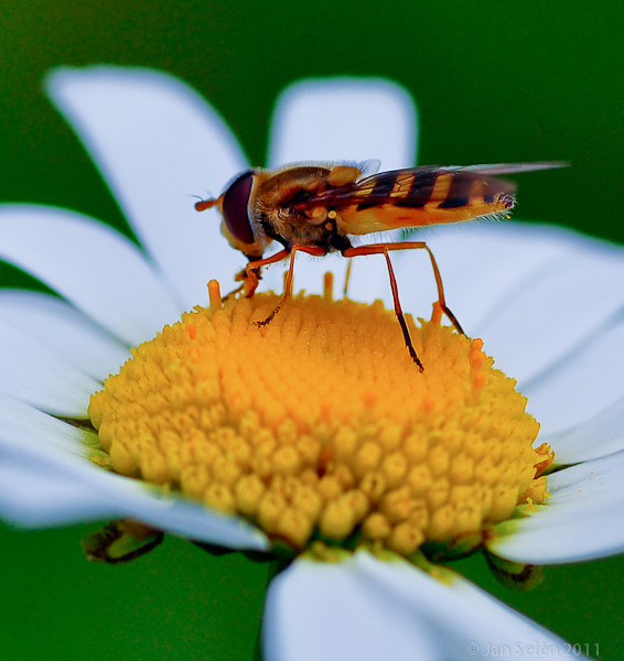 Gul solblomfluga (Syrphus ribesii)