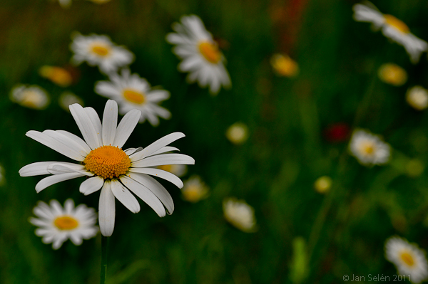 Prästkragar (Leucantherum vulgare)