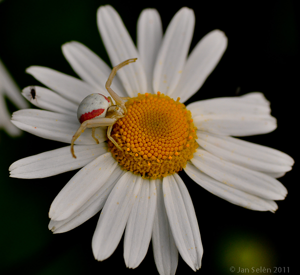 Krabbspindel (Misumena vatia)