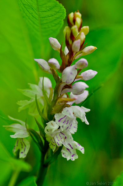 Jungfru Marie nycklar (Dactylorhiza maculata)