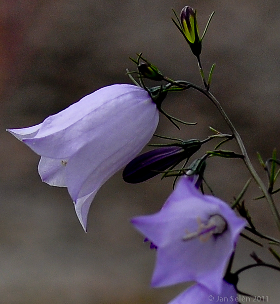 Blåklocka (Campanula rotundifolia)