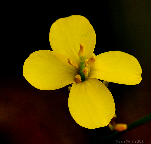 Åkerkål (Brassica rapa)