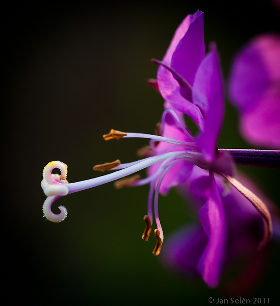 Mjölkört (Epilobium angustifolium)