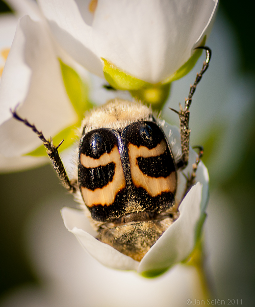 Humlebagge (Trichius fasciatus)