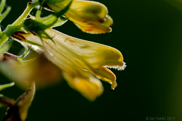 Skogskovall (Melampyrum sylvaticum)