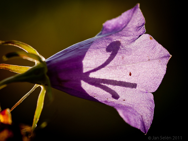 Stor blåklocka (Campanula persicifolia)