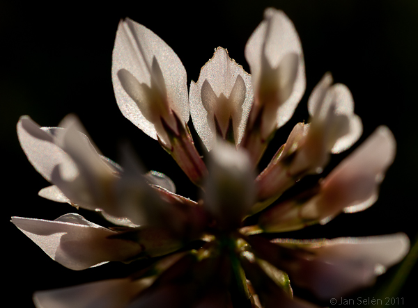 Vitklöver (Trifolium repens) med änglar